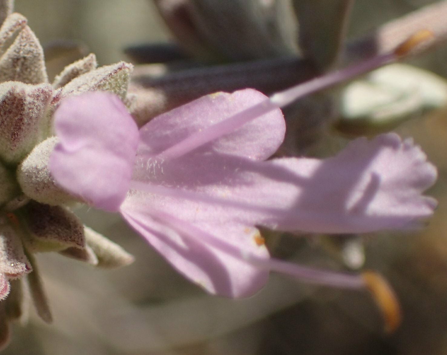 High Resolution Salvia apiana x leucophylla Flower